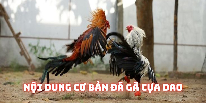 Khái niệm cơ bản về loại hình đá gà cựa dao