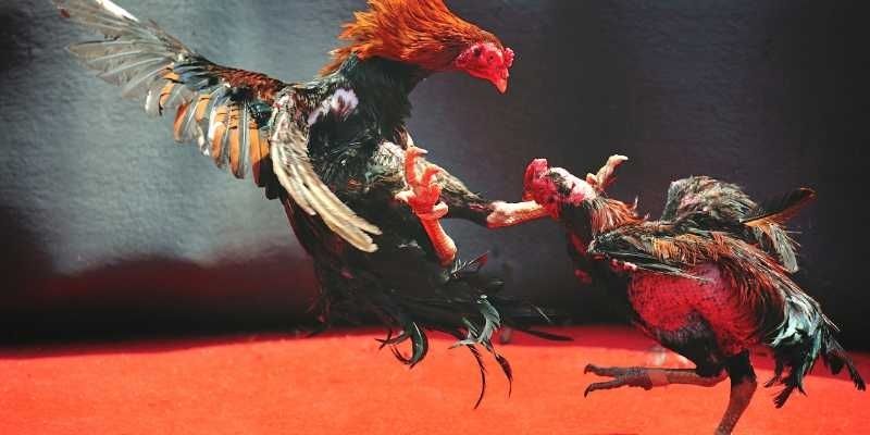 Biết sơ qua về ngữ nghĩa trong những thể loại nổi bật