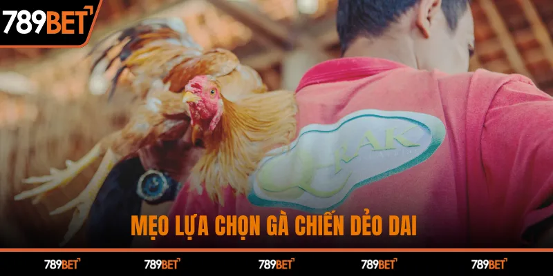 Mẹo lựa chọn gà chiến dẻo dai 
